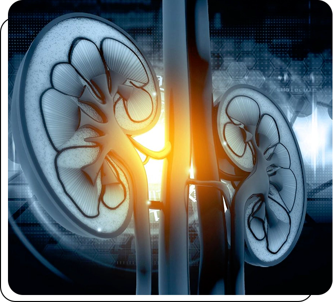 A close up of two kidney shaped plates