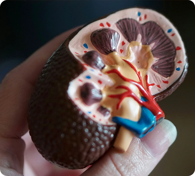 A person holding an anatomical model of the human heart.