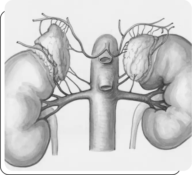 A drawing of the human kidney system.