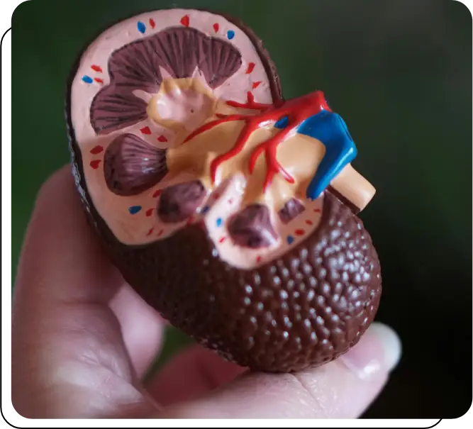 A person holding an anatomical model of a shoe.