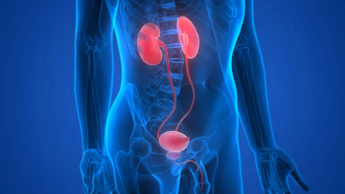 A blue image of the human body with red and white kidney.